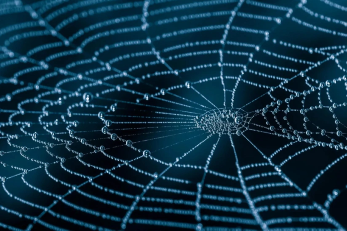 Olimlar o‘rgimchak ipakning mustahkamligi ortidagi molekulyar sirni ochib berishdi