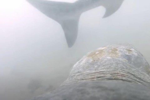 Noyob kadrlar: Avstraliyada toshbaqa akulaga hujum qildi (video)