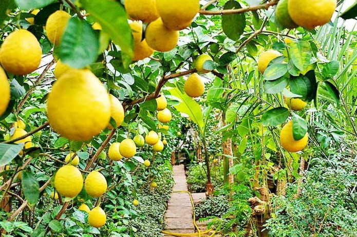 Лимон етиштирувчиларнинг харажатлари субсидия орқали қоплаб берилади