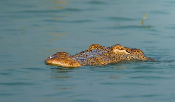 Ҳиндистон чегарани қўриқлашда тимсоҳ ва заҳарли илонлардан фойдаланмоқчи