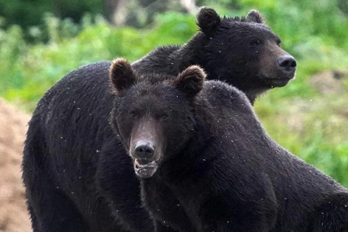 Yaponiya ayiqlar rekord darajada insonlarga hujum qildi
