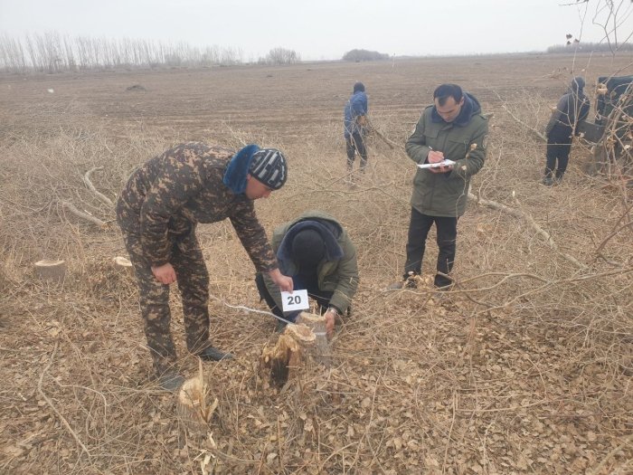 Хоразмда фермер 81 туп дарахтни кесиб ташлади