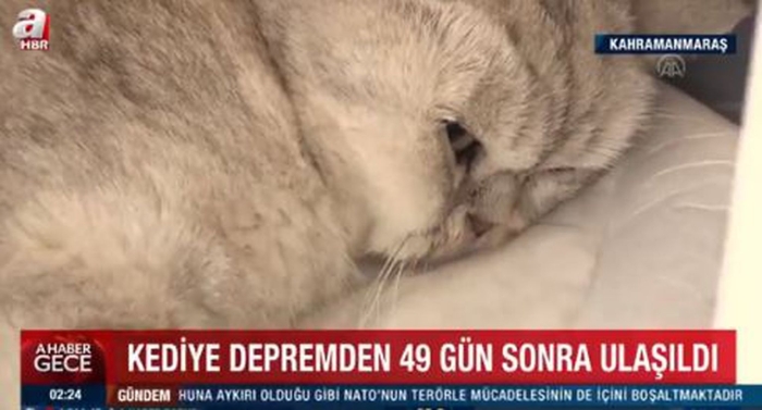 Turkiyada zilziladan deyarli 50 kun o‘tib, vayronalar ostidan tirik mushuk topildi