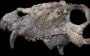 Бразилияда динозаврлардан анча олдин яшаган қадимги йиртқич ҳайвоннинг бош суяги топилди