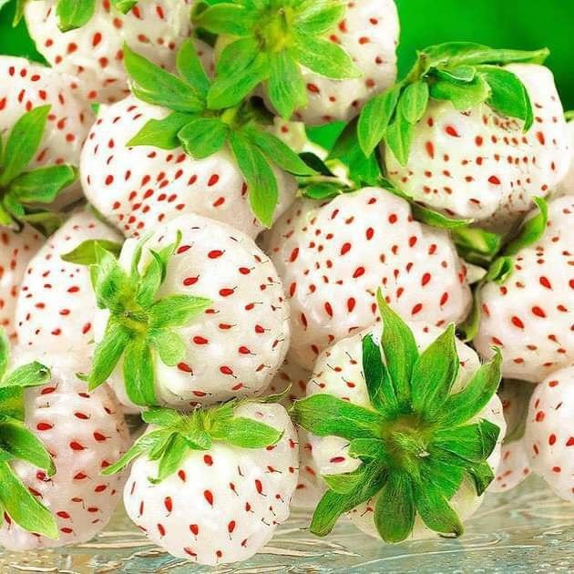 Oq qulupnay haqida eshitganmisiz?
