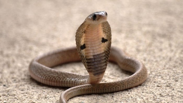 Миср курортида германиялик сайёҳ кобра чақишидан вафот этди