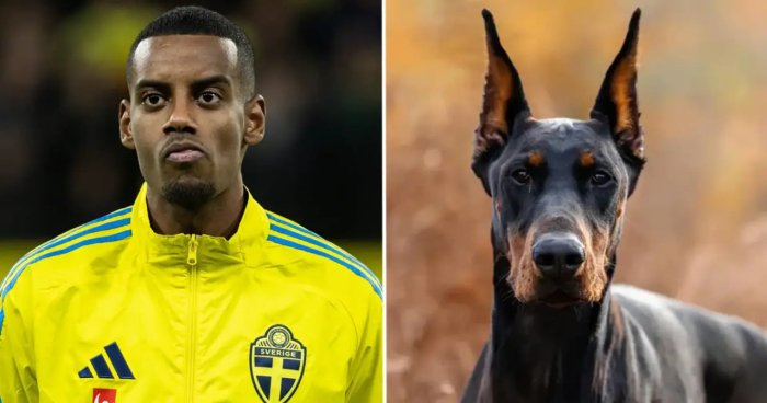 “Liverpul”ning eng qimmat yulduzi o‘lim tahdididan keyin qo‘riqchi it sotib oldi