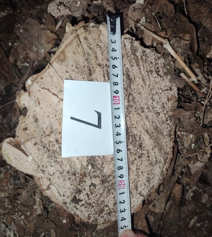 Самарқандда дарахтларни ноқонуний кесган фуқаро 25 млн сўмдан ортиқ жаримага тортилди