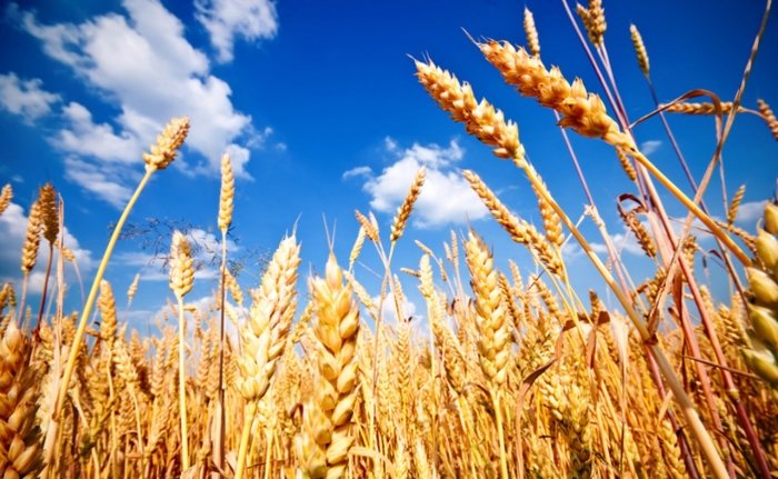 Жаҳон бозорида буғдой нархлари барқарорлашмоқда