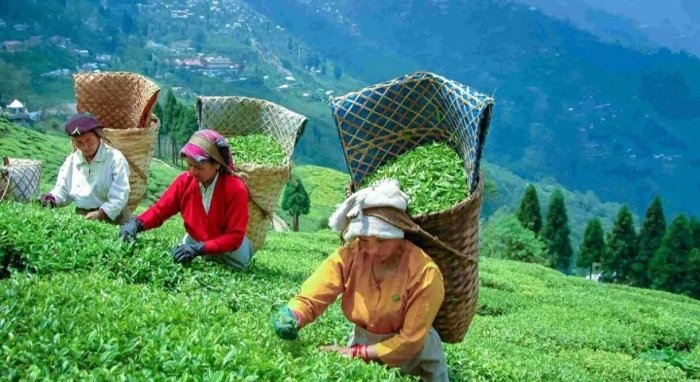 Xitoy choy yetishtirish bo‘yicha dunyoda yetakchi o‘ringa chiqdi