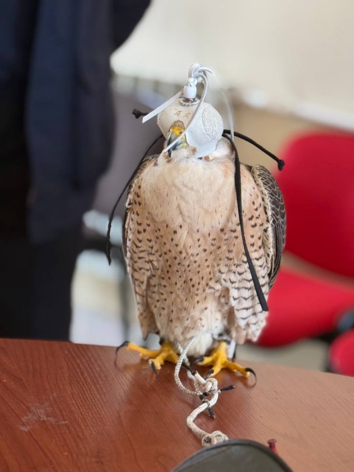 Ўзбекистонда ноёб йиртқич қушларга махсус электрон чиплар ўрнатиш бошланди