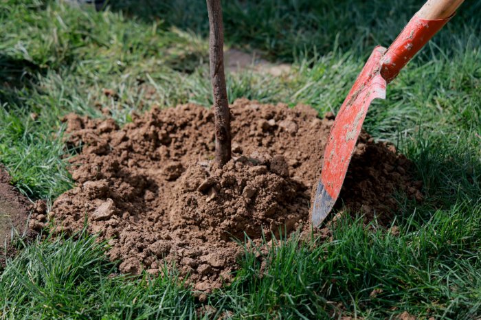 Яшиллик даражасини оширишга ҳисса қўшганларга махсус мақом берилади