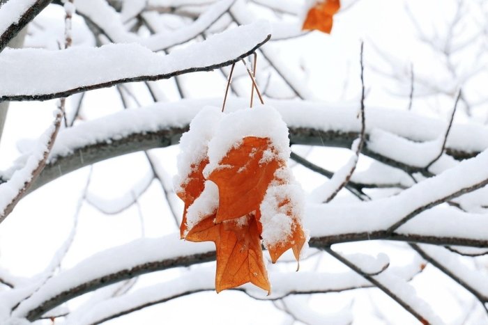 Дам олиш кунлари вақти-вақти билан ёмғир, қор ёғиши кутилмоқда — Ўзгидромет