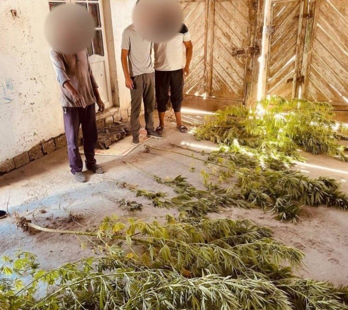 “Kannabis” parvarishlab kelayotgan fuqaro aniqlandi