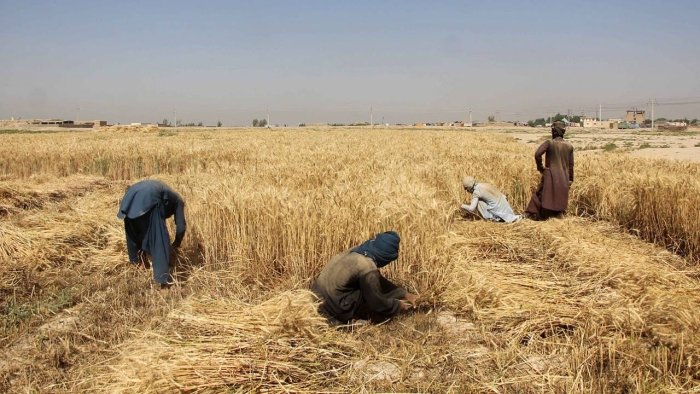 Россияда Марказий Осиё мигрантлари ўрнини афғонистонликлар эгаллаши мумкин