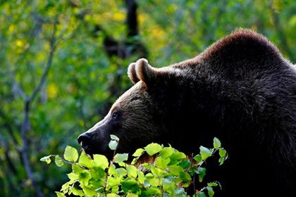 O‘rmondan chiqib kelgan ayiq odamlar bilan birga ovqatlandi