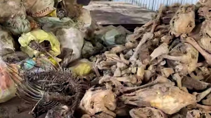 Toshkent viloyatida 3,5 tonnaga yaqin eshak va qoramol suyaklari topildi