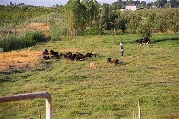 Қишлоқ хўжалиги ерларига 9 ойда183 миллиард сўмдан ортиқ зарар етказилди