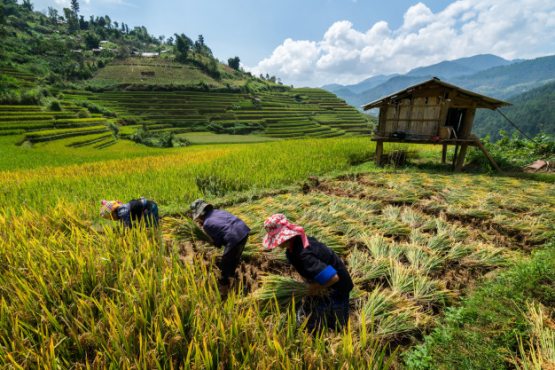 Вьетнам: Кучли жазирама фермерларнинг ишлашини қийинлаштирмоқда