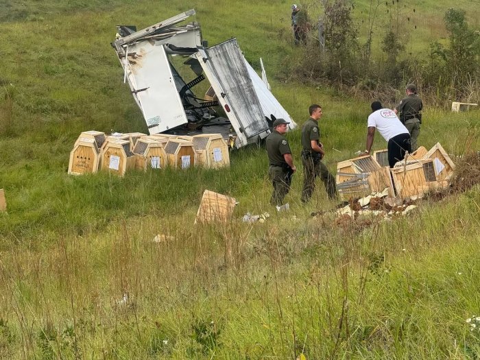 AQShda xavfli virus yuqtirilgan maymun qochib ketdi (VIDEO) AQShda xavfli virus yuqtirilgan maymun qochib ketdi (VIDEO)