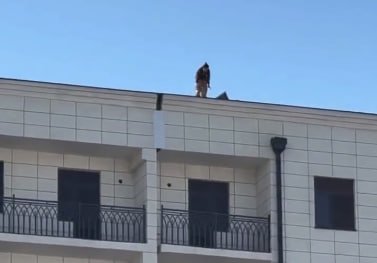 Бухорода 16 ёшли ўз жонига қасд қилмоқчи бўлди